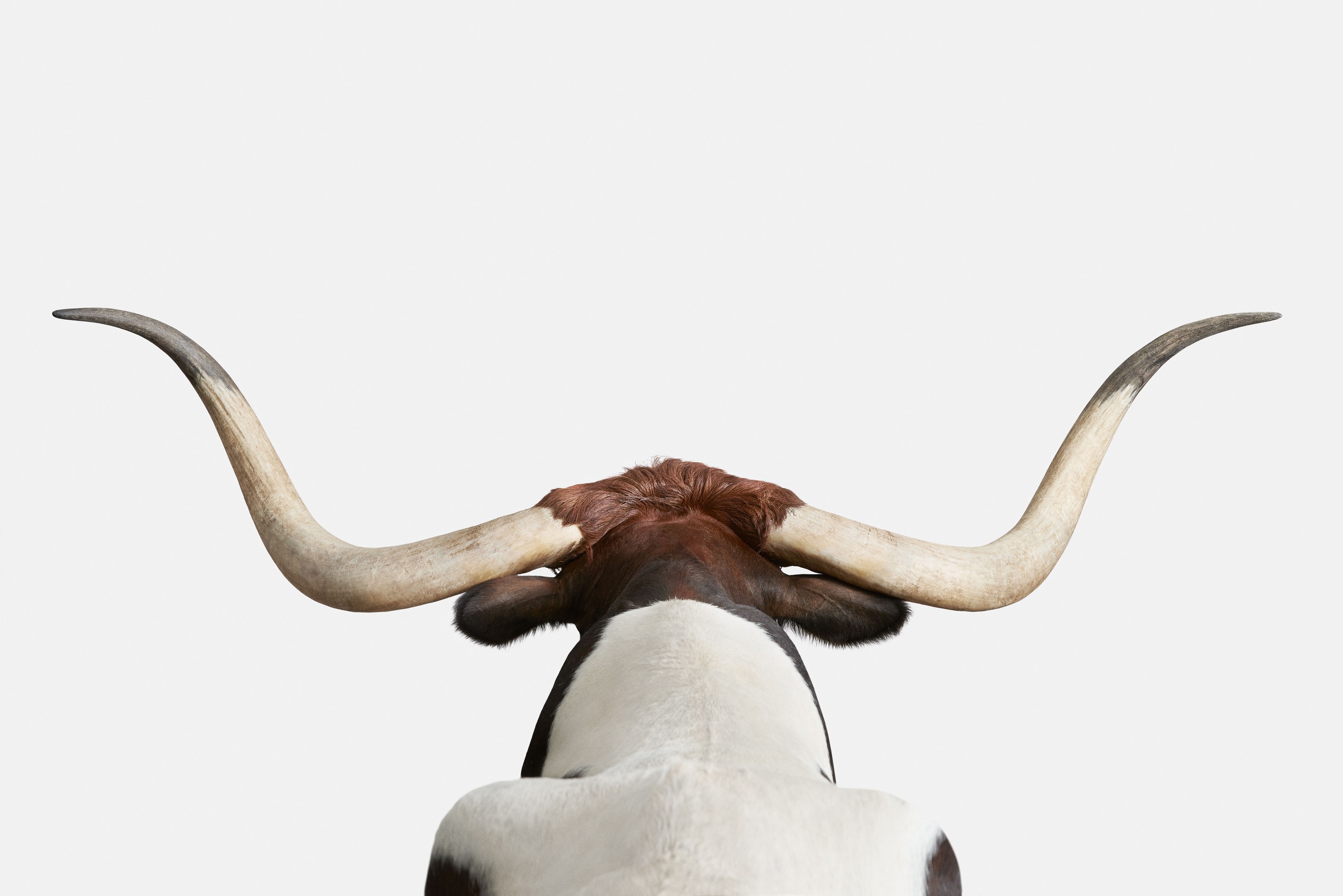 Randal Ford, Texas Longhorn (M) Randal Ford, Texas Longhorn (M)