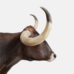 Photographie, Texas Longhorn (S), Randal Ford