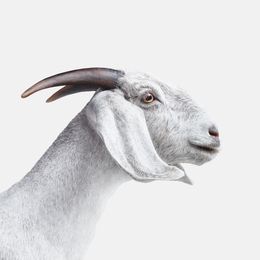Photographie, White Goat (M), Randal Ford