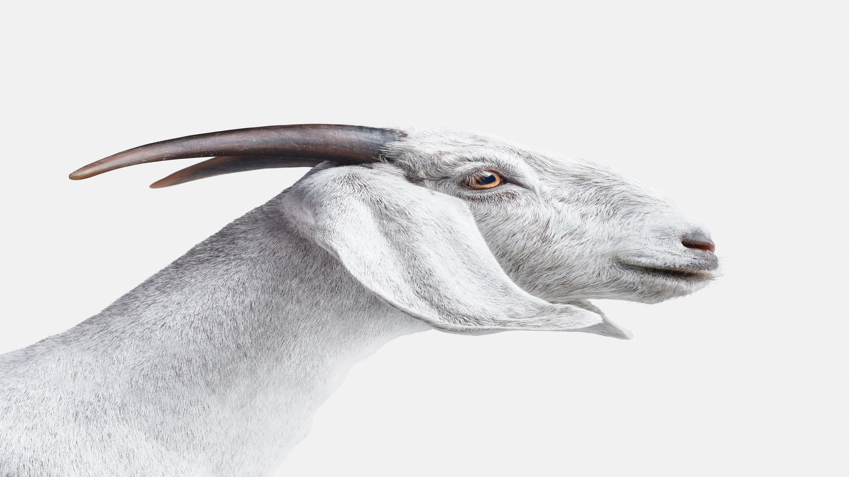 Randal Ford, White Goat (M) Randal Ford, White Goat (M)