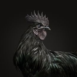 Photographie, Ayam Cemani Rooster (S), Randal Ford
