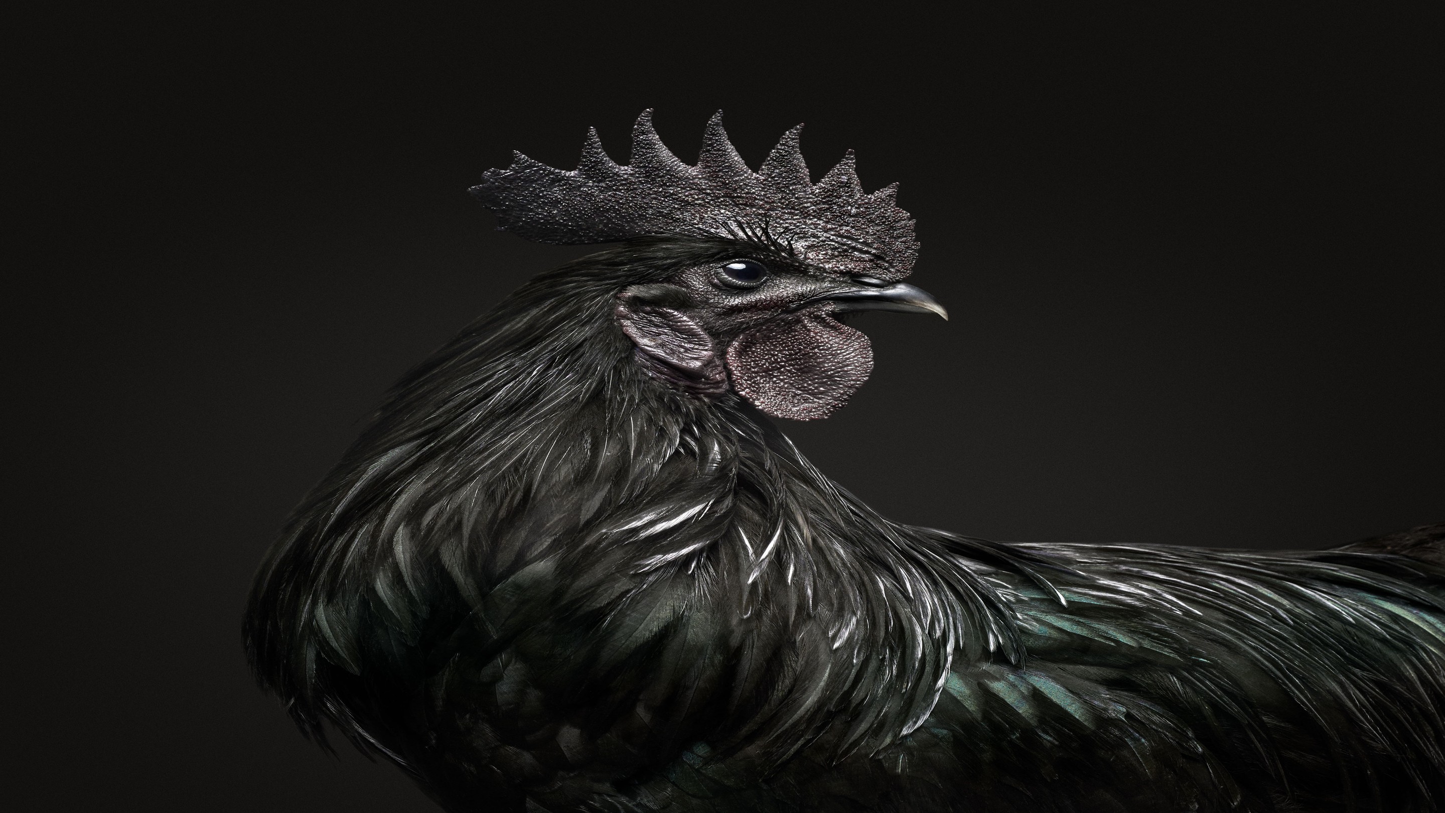Randal Ford, Ayam Cemani Rooster (M) Randal Ford, Ayam Cemani Rooster (M)