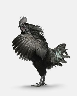 Photographie, Ayam Cemani Rooster (M), Randal Ford