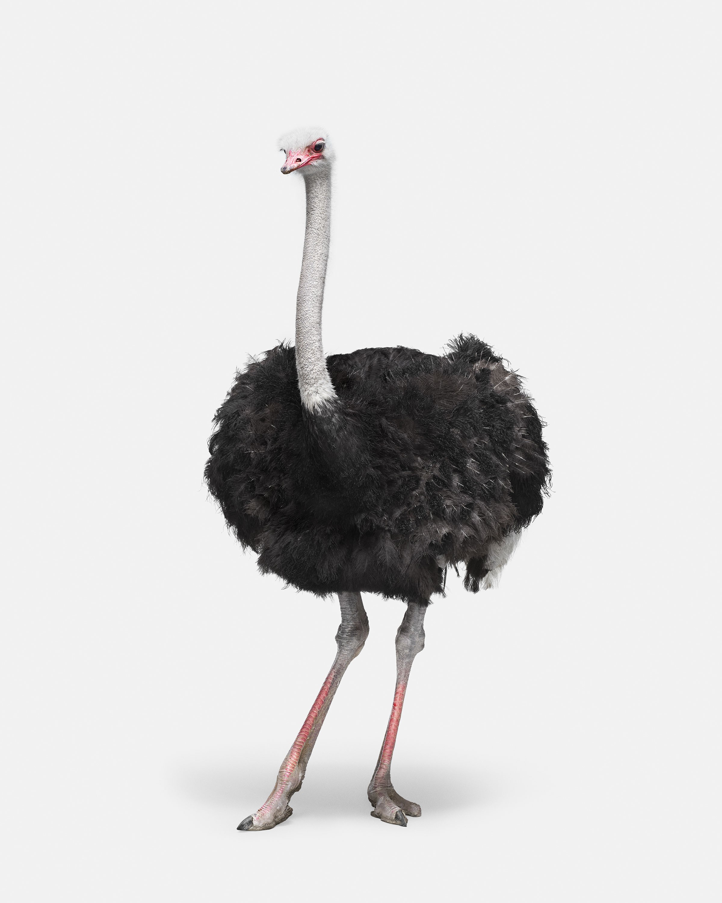 Randal Ford, African Ostrich (S) Randal Ford, African Ostrich (S)