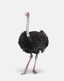 Photographie, African Ostrich (M), Randal Ford
