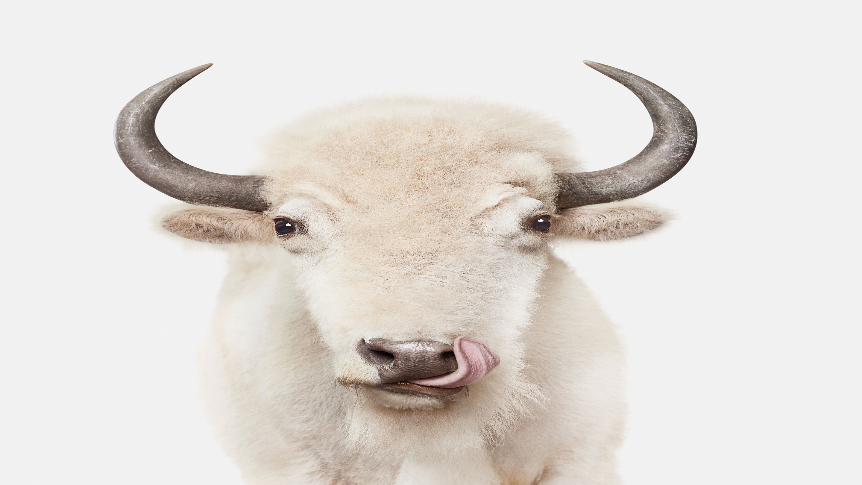 Randal Ford, American White Buffalo (S) Randal Ford, American White Buffalo (S)