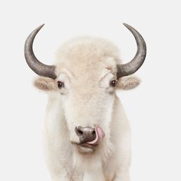 Photographie, American White Buffalo (M), Randal Ford