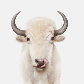 Photographie, American White Buffalo (M), Randal Ford