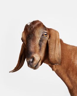 Photographie, Brown Goat (M), Randal Ford