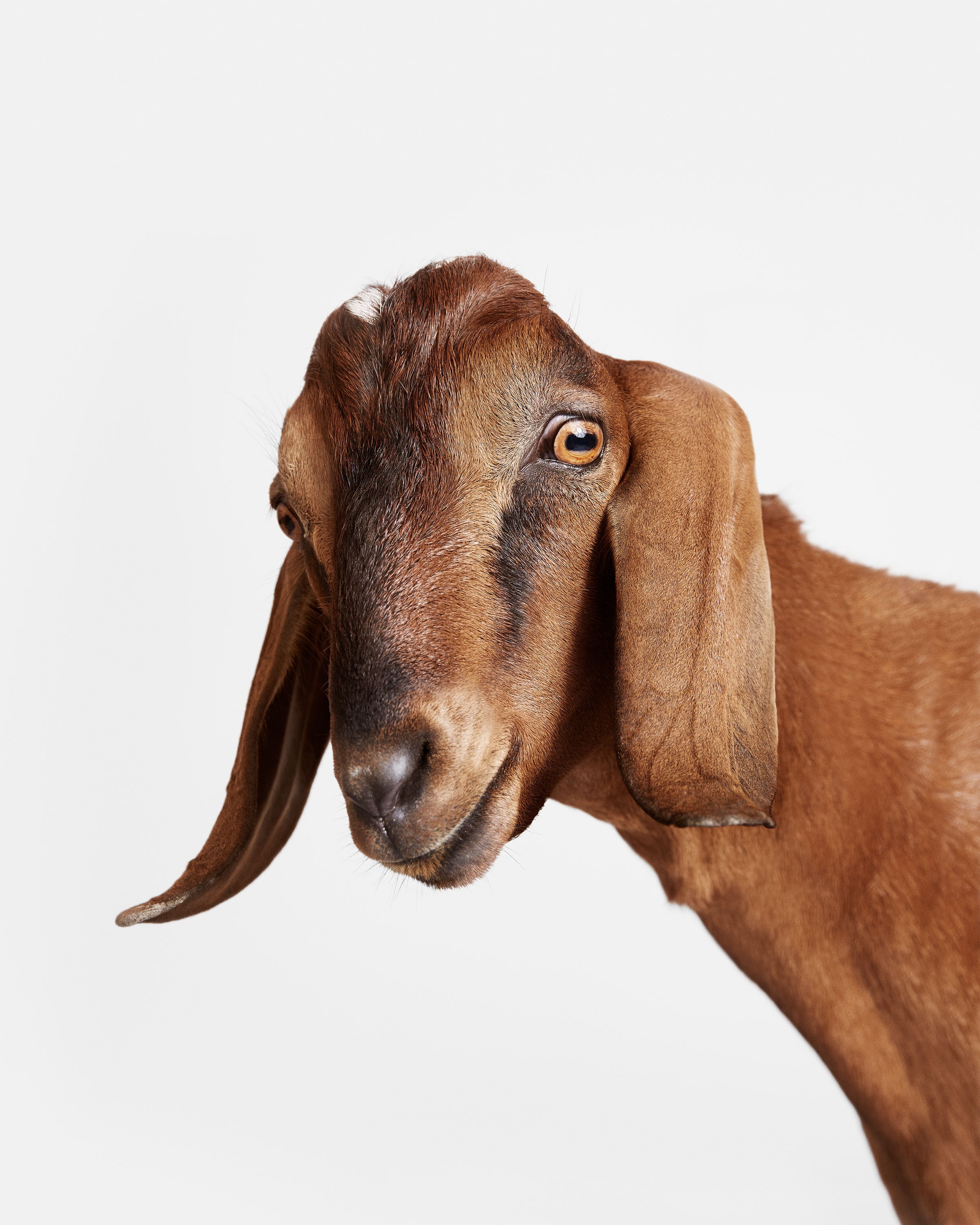 Randal Ford, Brown Goat (M) Randal Ford, Brown Goat (M)