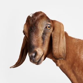 Photography, Brown Goat (M), Randal Ford