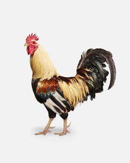 Photographie, Americana Rooster (S), Randal Ford
