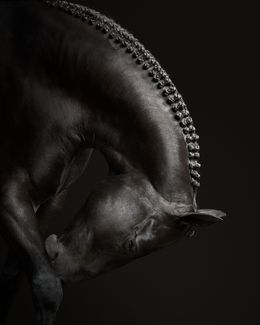 Photographie, American Quarter Horse (L), Randal Ford