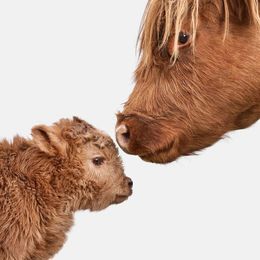 Photographie, Red Highland Cow and Calf (S), Randal Ford