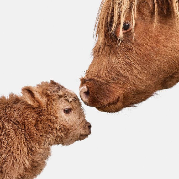 Randal Ford, Red Highland Cow and Calf (M) Randal Ford, Red Highland Cow and Calf (M)