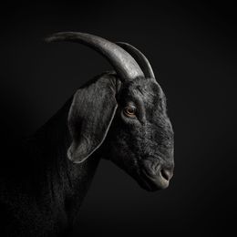Photographie, Black Goat (M), Randal Ford