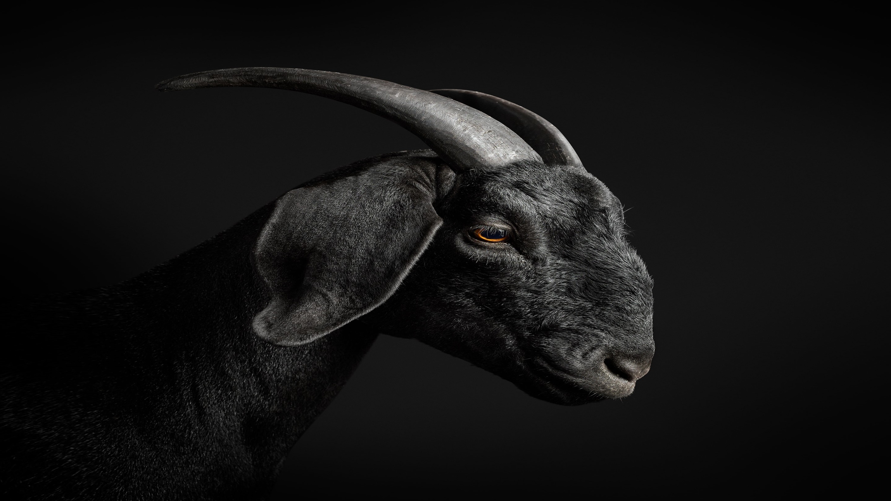 Randal Ford, Black Goat (M) Randal Ford, Black Goat (M)