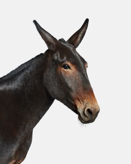 Photographie, John Mule (M), Randal Ford