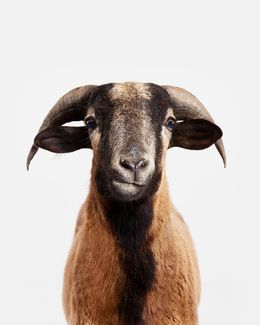 Photographie, Barbados Blackbelly Sheep (S), Randal Ford
