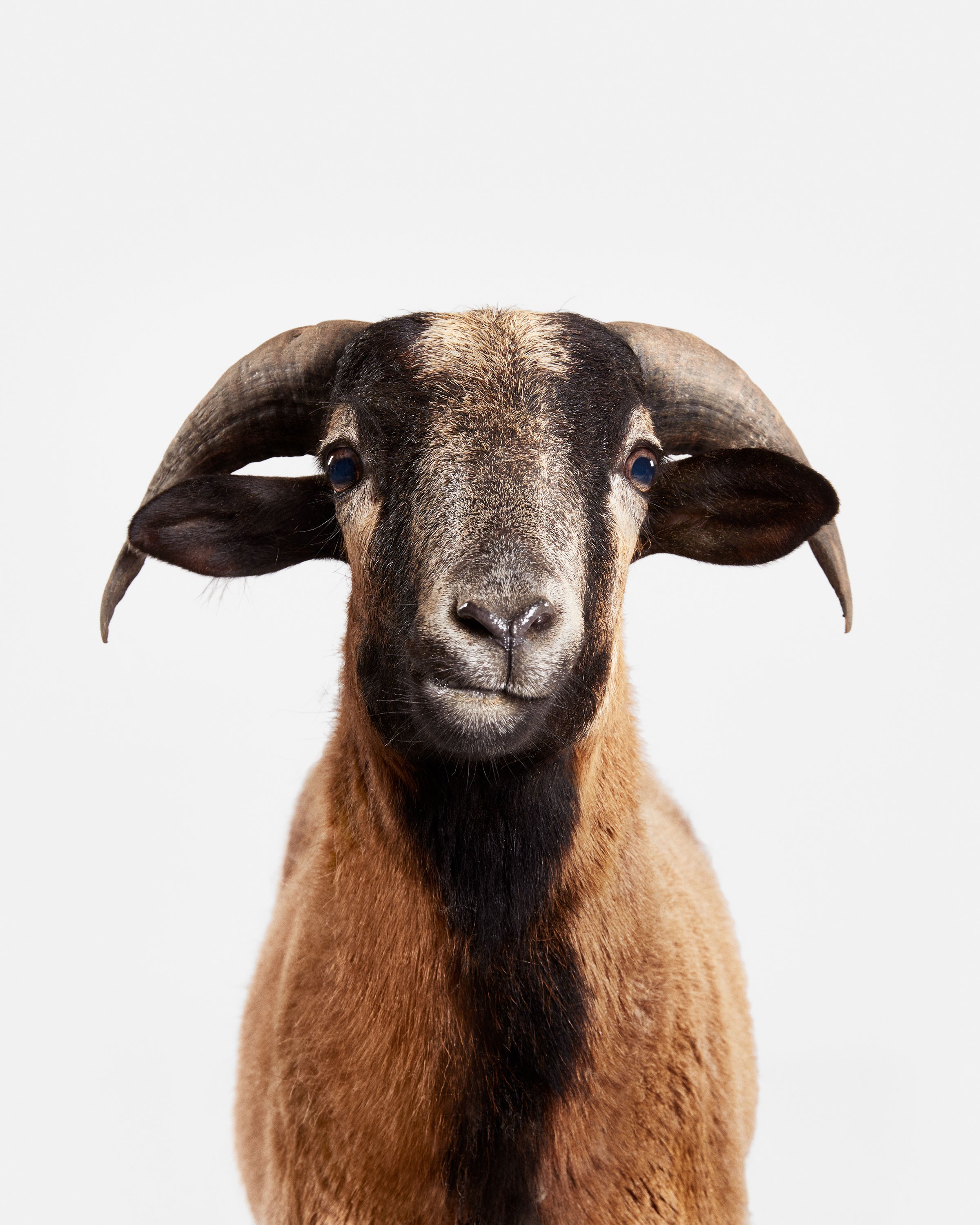 Randal Ford, Barbados Blackbelly Sheep (S) Randal Ford, Barbados Blackbelly Sheep (S)
