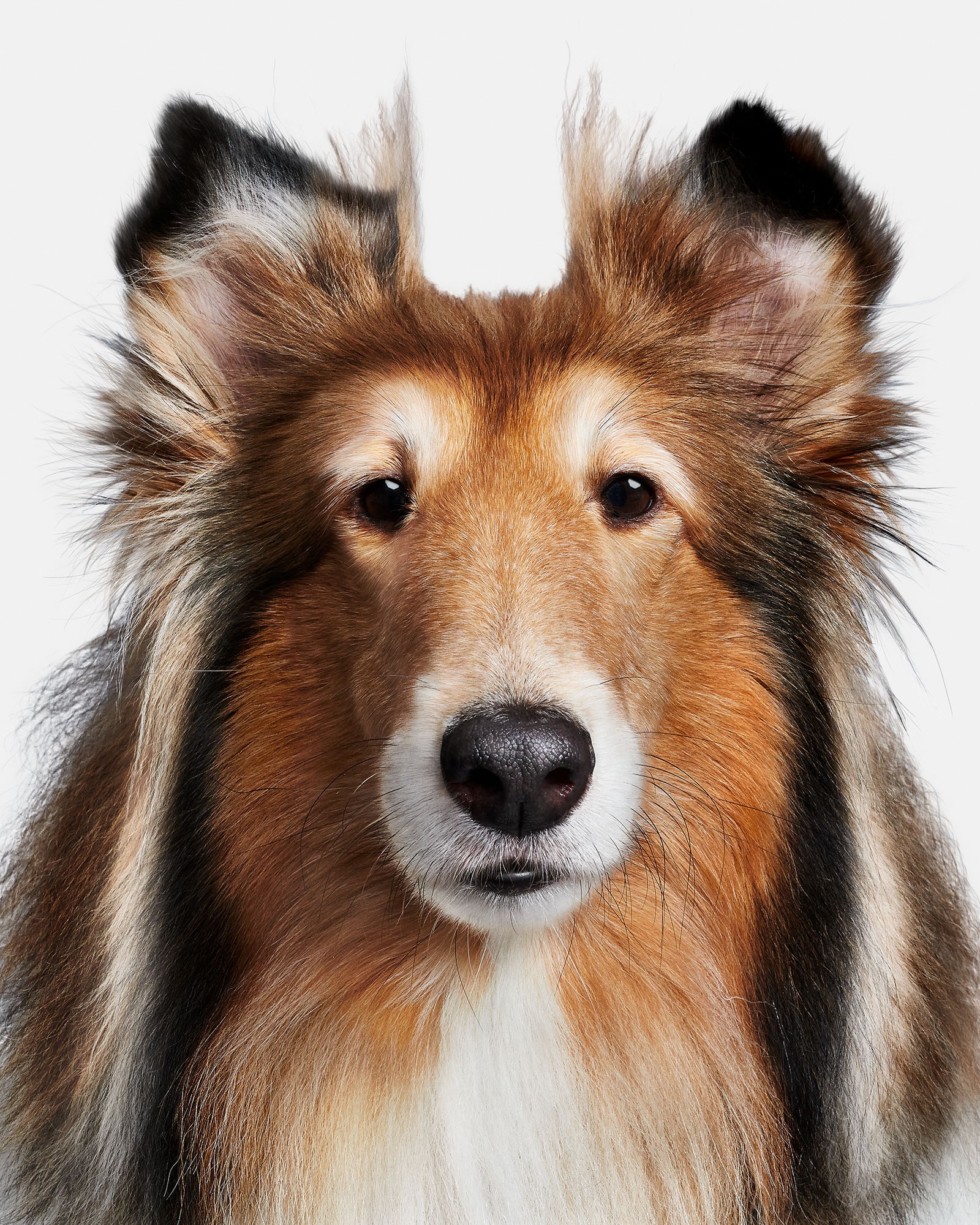 Randal Ford, Rough Collie (L) Randal Ford, Rough Collie (L)