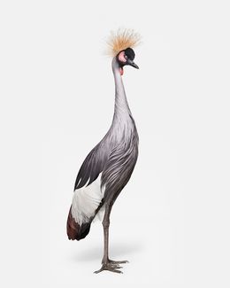 Photographie, African Crane No. 1 (S), Randal Ford