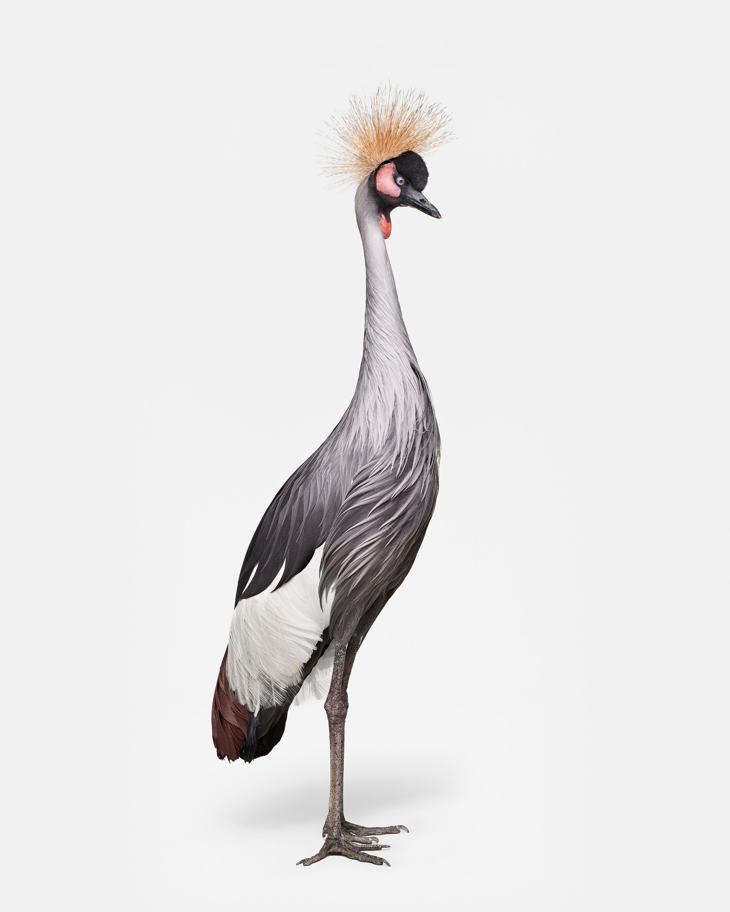 Randal Ford, African Crane No. 1 (M) Randal Ford, African Crane No. 1 (M)