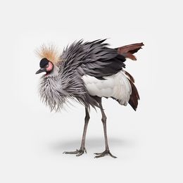 Photographie, African Crane No. 2 (S), Randal Ford