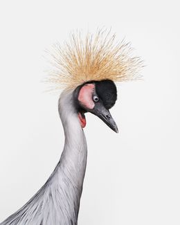 Photographie, African Crane No. 3 (S), Randal Ford