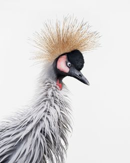 Photographie, African Crane No. 4 (M), Randal Ford