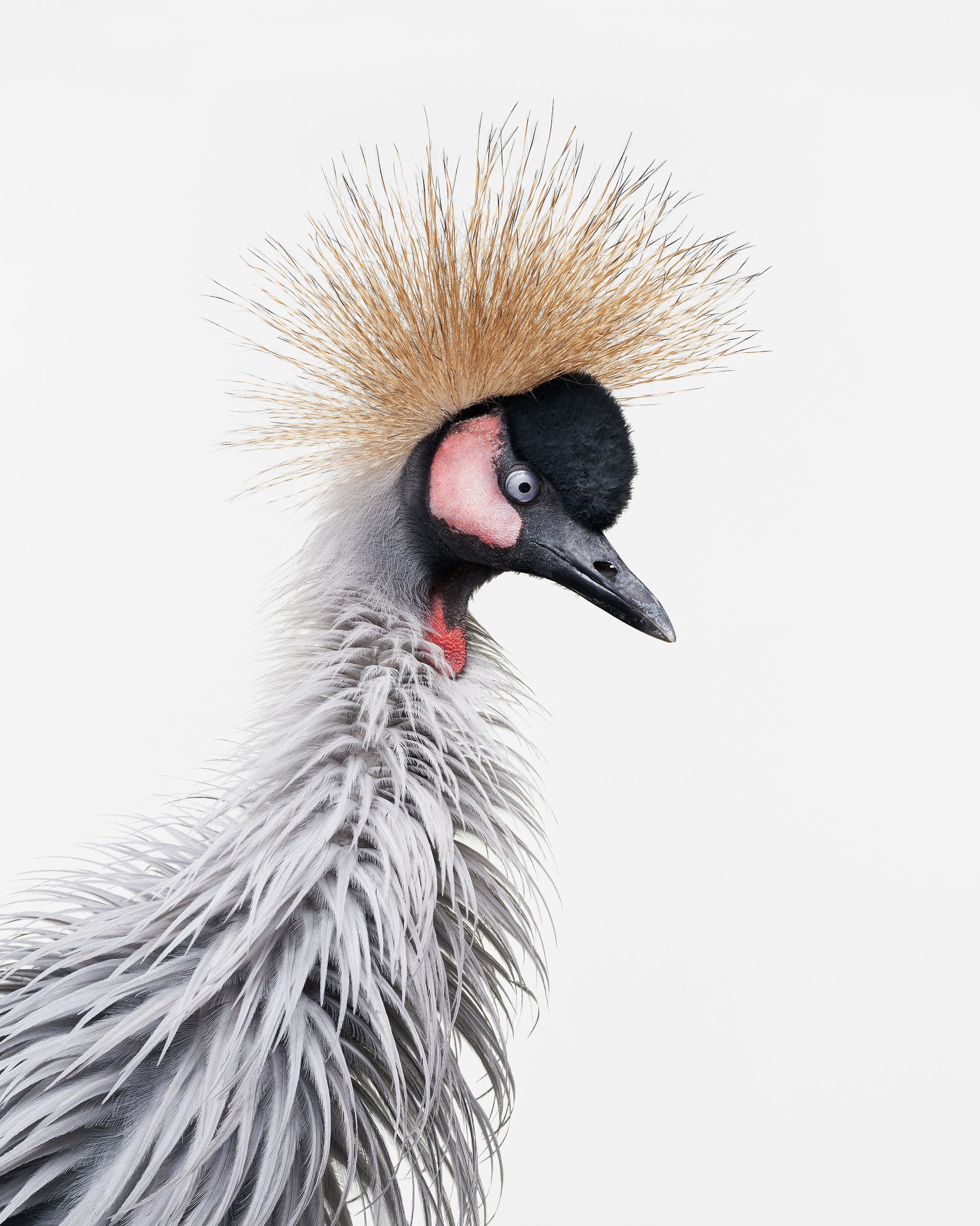 Randal Ford, African Crane No. 4 (M) Randal Ford, African Crane No. 4 (M)