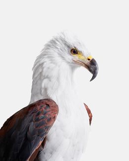 Photographie, African Fish Eagle (M), Randal Ford