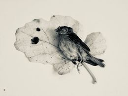 Photography, Passereaux trépassés 10 : Moineau femelle, Thierry Robert