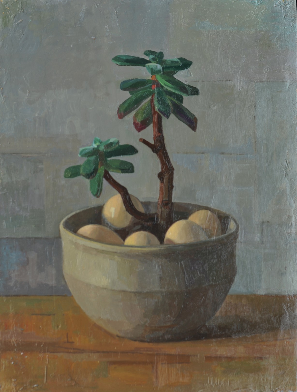Zhen Hao He, Plante grasse Zhen Hao He, Plante grasse