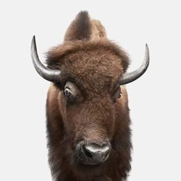 Photographie, American Buffalo (S), Randal Ford
