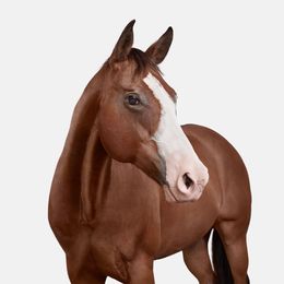 Photographie, American Quarter Horse No. 1 (S), Randal Ford