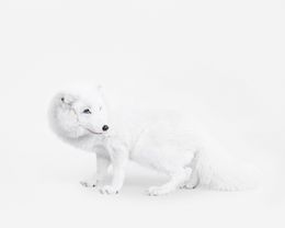 Photographie, Arctic Fox No. 1 (M), Randal Ford
