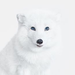 Photographie, Arctic Fox No. 2 (M), Randal Ford