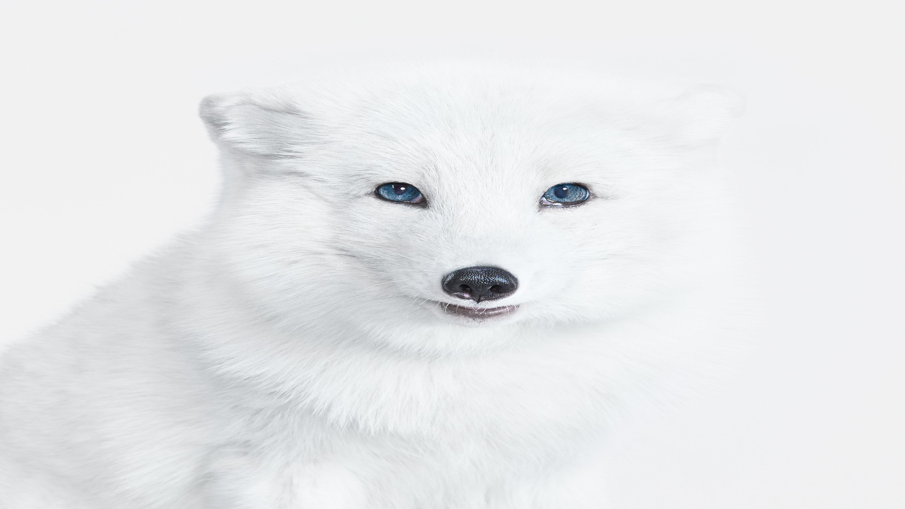 Randal Ford, Arctic Fox No. 2 (M) Randal Ford, Arctic Fox No. 2 (M)