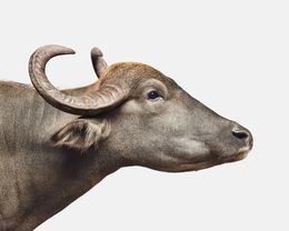 Photographie, Asian Water Buffalo No. 2 (M), Randal Ford