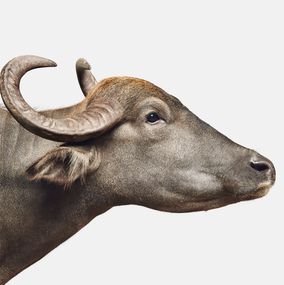 Fotografien, Asian Water Buffalo No. 2 (M), Randal Ford