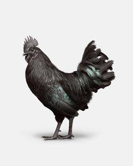 Photographie, Ayam Cemani Rooster No. 2 (S), Randal Ford