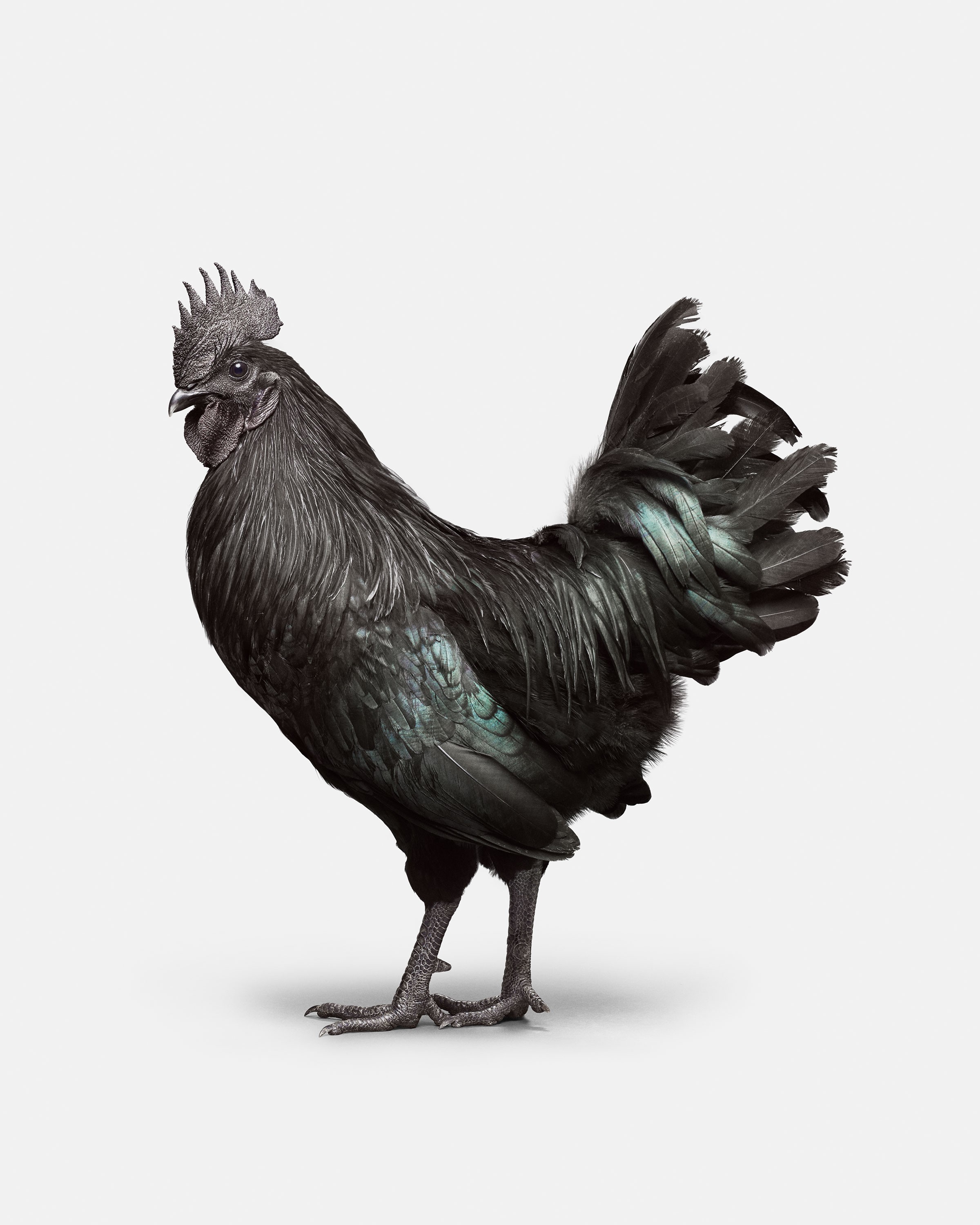Randal Ford, Ayam Cemani Rooster No. 2 (L) Randal Ford, Ayam Cemani Rooster No. 2 (L)