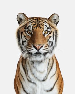 Photography, Bengal Tiger No. 1 (L), Randal Ford