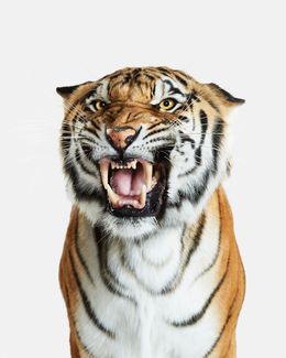 Photographie, Bengal Tiger No. 2 (M), Randal Ford