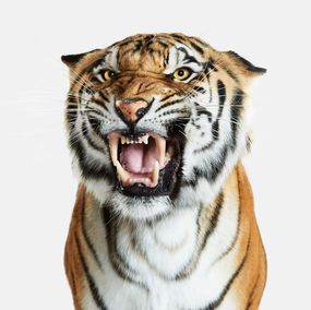 Fotografien, Bengal Tiger No. 2 (M), Randal Ford