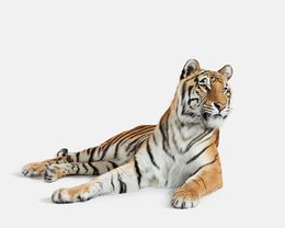 Photography, Bengal Tiger No. 3 (L), Randal Ford