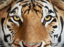 Photography, Bengal Tiger No. 4 (L), Randal Ford