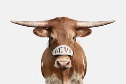 Photographie, Bevo XV Color (M), Randal Ford