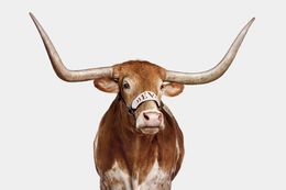 Photographie, Bevo XV on Gray (S), Randal Ford